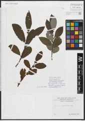 Foto von Salix appendiculata Vill.
